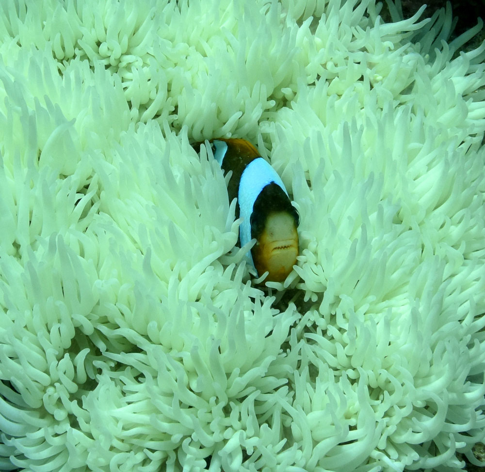 Anemones are prone to bleaching too. Justin Marshall/coralwatch.org. Anemones are prone to bleaching too. Justin Marshall/coralwatch.org.