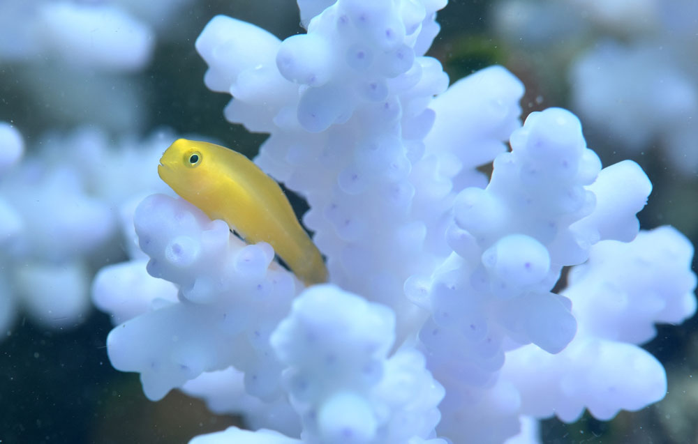 An Okinawa goby on a coral colony. Justin Marshall/coralwatch.org An Okinawa goby on a coral colony. Justin Marshall/coralwatch.org