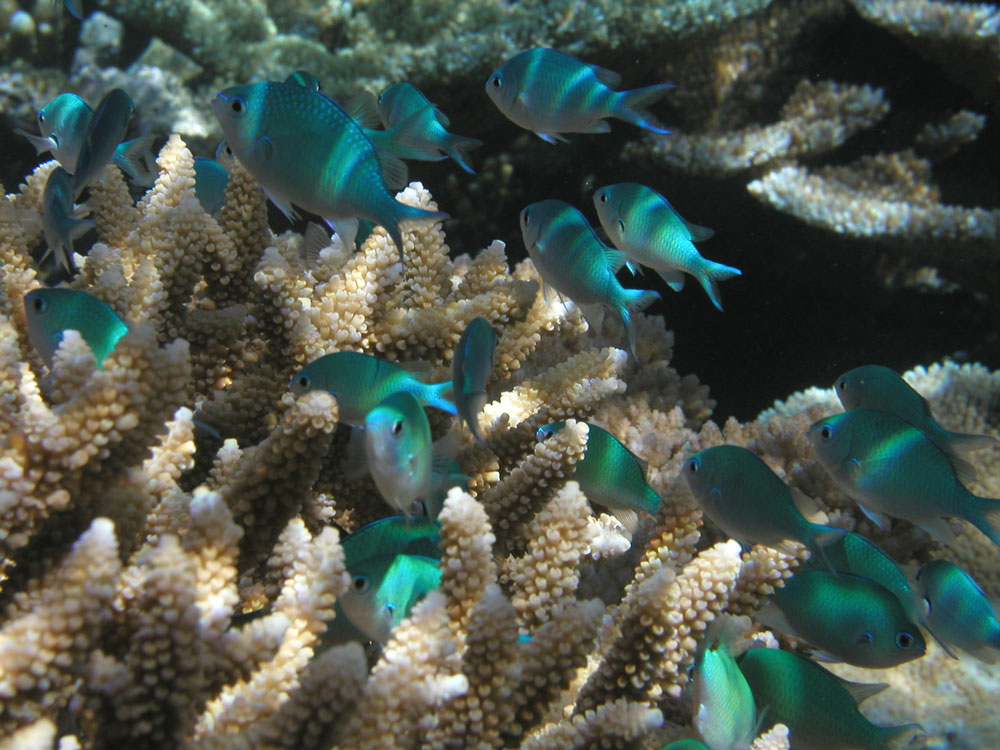 Before: chromis damselfish on a healthy reef. Justin Marshall/coralwatch.org. Before: chromis damselfish on a healthy reef. Justin Marshall/coralwatch.org.