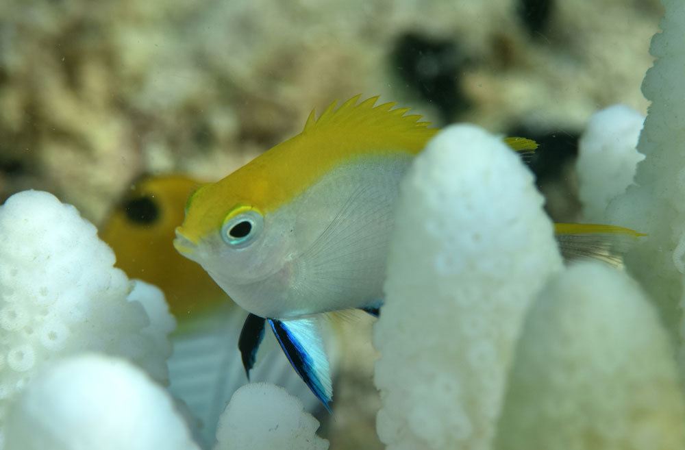 Juvenile black damselfish. Justin Marshall/coralwatch.org Juvenile black damselfish. Justin Marshall/coralwatch.org