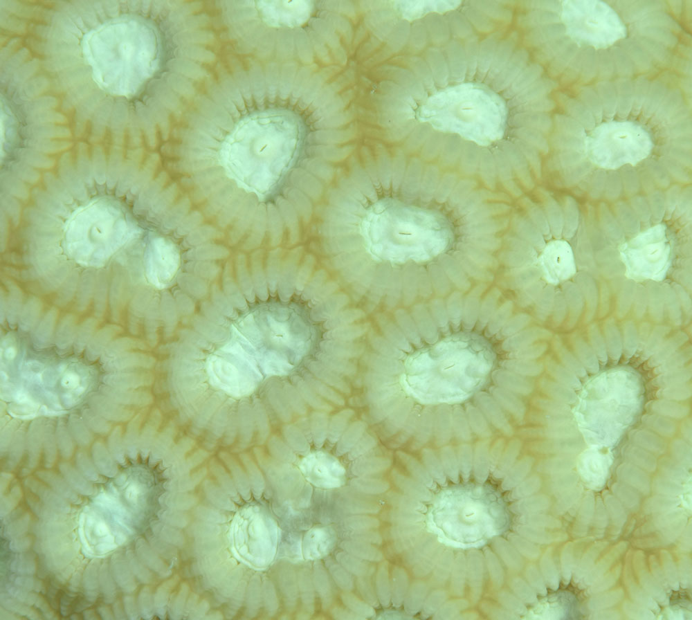 Pure white bleaching. Justin Marshall/coralwatch.org Pure white bleaching. Justin Marshall/coralwatch.org