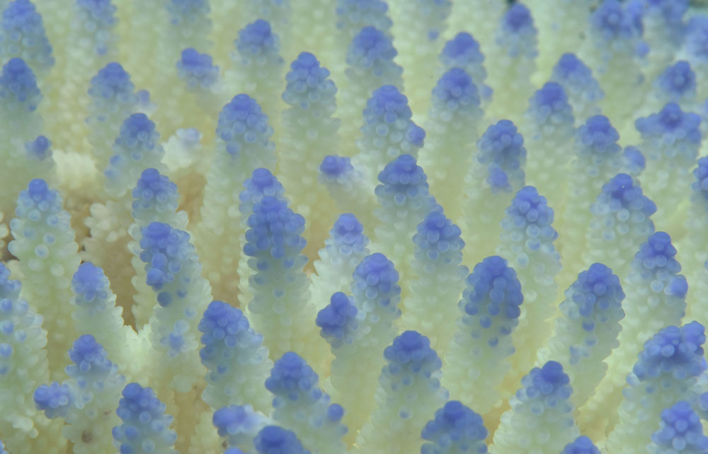 Blue tips. Justin Marshall/coralwatch.org Blue tips. Justin Marshall/coralwatch.org