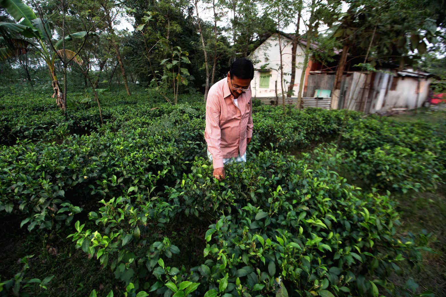 Small tea grower plea