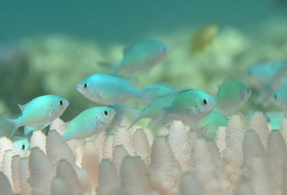 After: chromis damselfish on bleached coral. Justin Marshall/coralwatch.org. After: chromis damselfish on bleached coral. Justin Marshall/coralwatch.org.