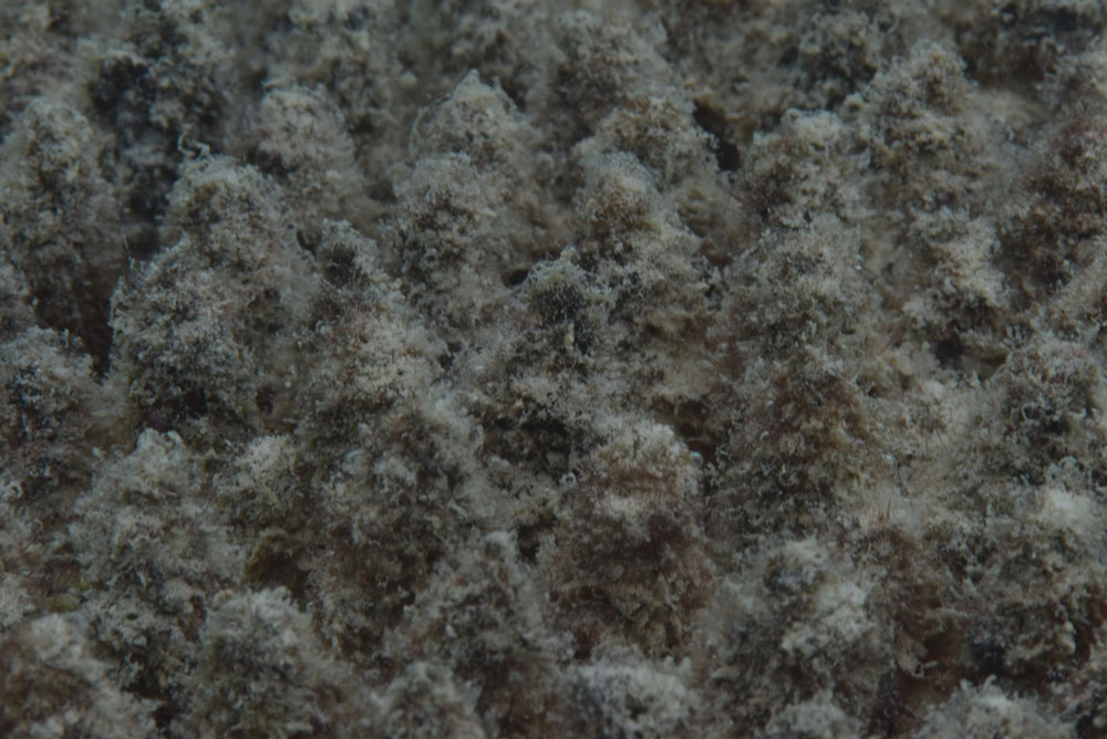 … and after. Justin Marshall/coralwatch.org … and after. Justin Marshall/coralwatch.org