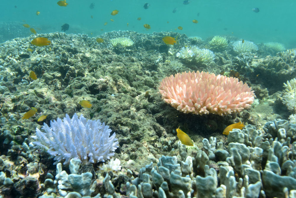 Bleached colonies stand out starkly. Justin Marshall/coralwatch.org Bleached colonies stand out starkly. Justin Marshall/coralwatch.org