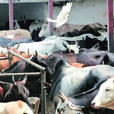 राजस्थान के जालौर और सिरोही में करीब 800 गायों की मौत