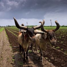 How sustainable farming practices can secure India's food for the future