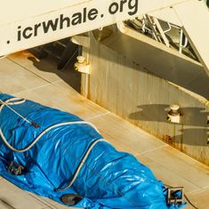 Japan kills 177 whales to ‘study’ if commercially hunting them is sustainable