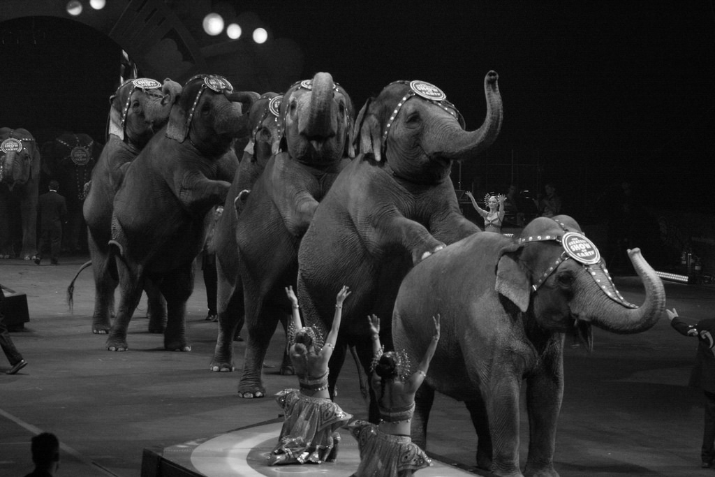 Scene from an Indian circus before wild animals were banned. Credits: Flickr CC BY Scene from an Indian circus before wild animals were banned. Credits: Flickr CC BY