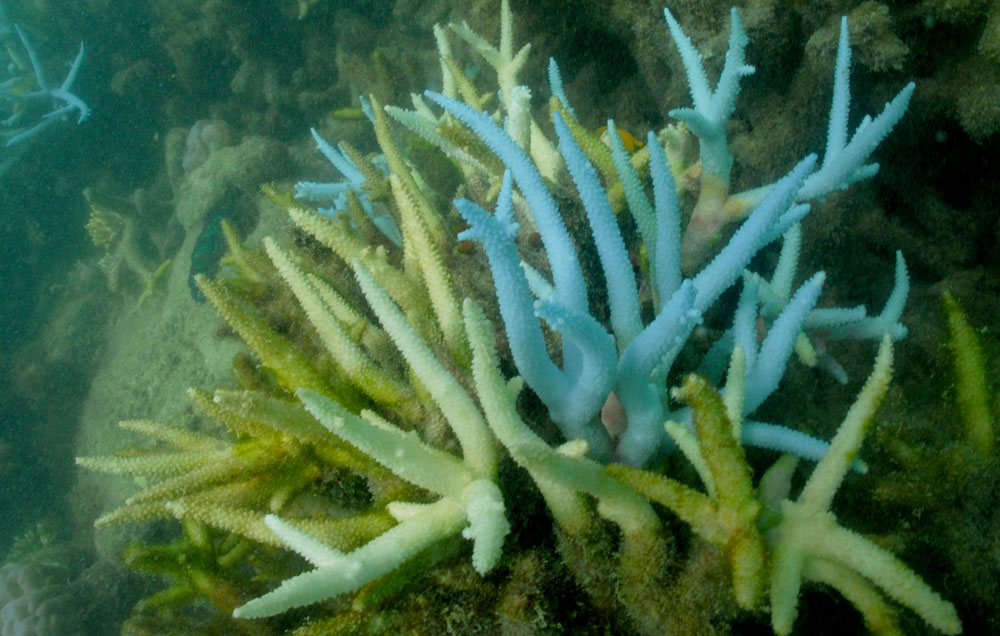 A mix of starkly bleached coral and algal colonisation. Justin Marshall/coralwatch.org. A mix of starkly bleached coral and algal colonisation. Justin Marshall/coralwatch.org.